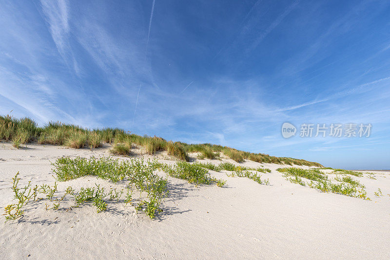 蓝天下的沙丘与欧洲海上火箭(cakiile maritima)